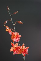 /album/galerie-de-photos-orchidees/orchidees-2009-19-jpg1/